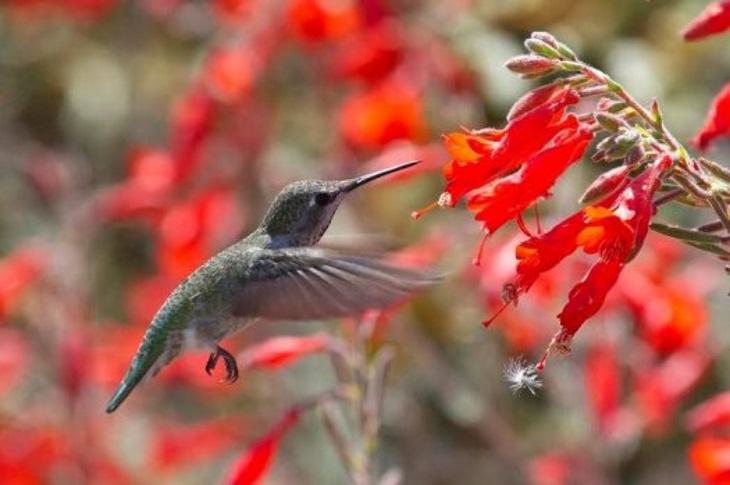 گل های پر شهد برای جذب پروانه ها -